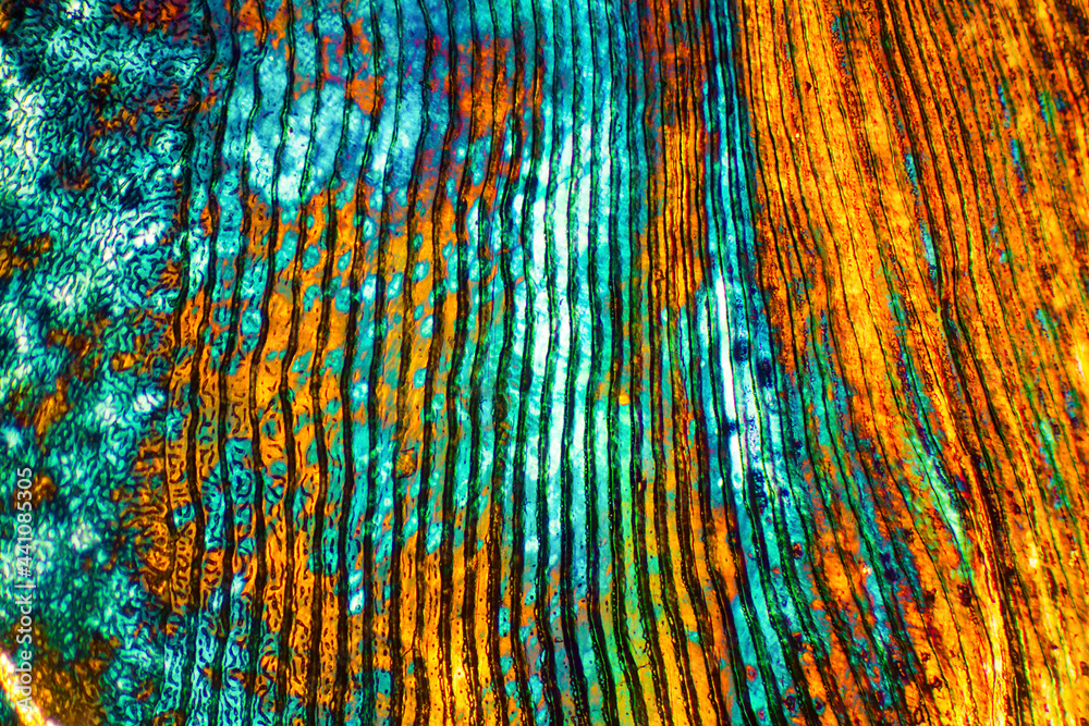 Bright colors of a scale from a calico bass. Bright colors of a scale from a calico bass.