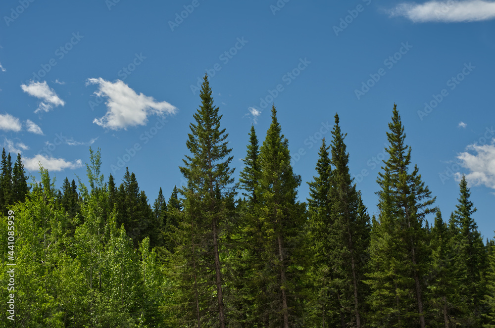 Forest in the Mountains in Nordegg, Alberta
