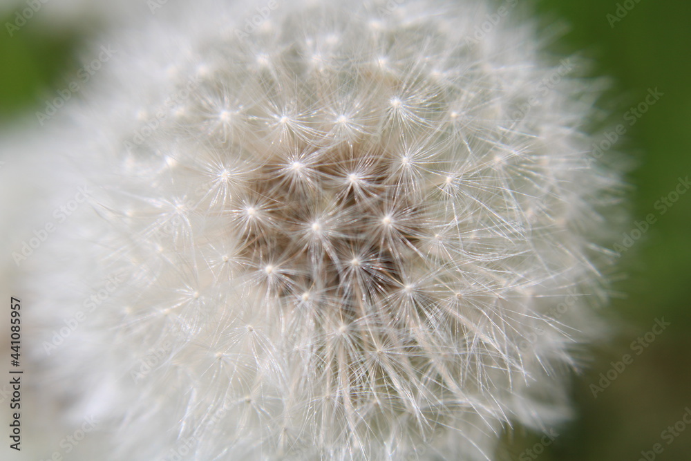 Fototapeta premium Fragile zoom