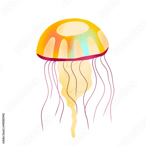 isolated jellyfish on white background