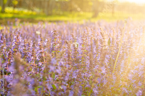 Lavender flowers. Sunset over a summer purple lavender field . A bouquet of fragrant flowers in the fields. Summer field at sunset.