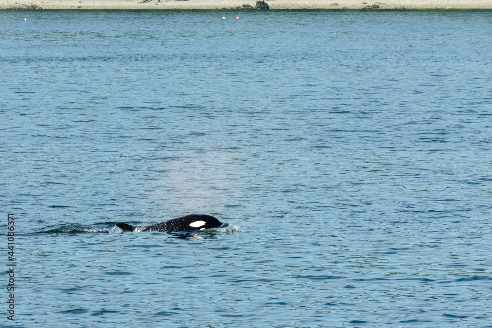 Fototapeta premium Transient Orca Whales seen in Saratoga Passage