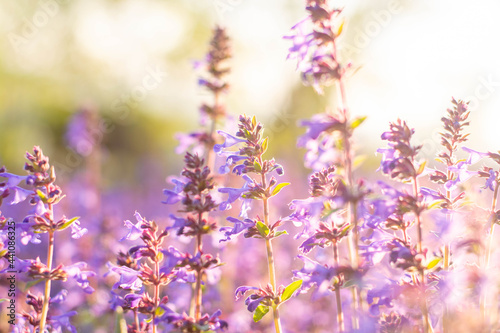 Lavender flowers. Sunset over a summer purple lavender field . A bouquet of fragrant flowers in the fields. Summer field at sunset.