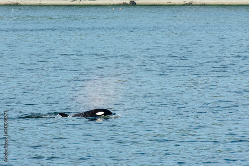 Transient Orca Whales seen in Saratoga Passage © TSchofield