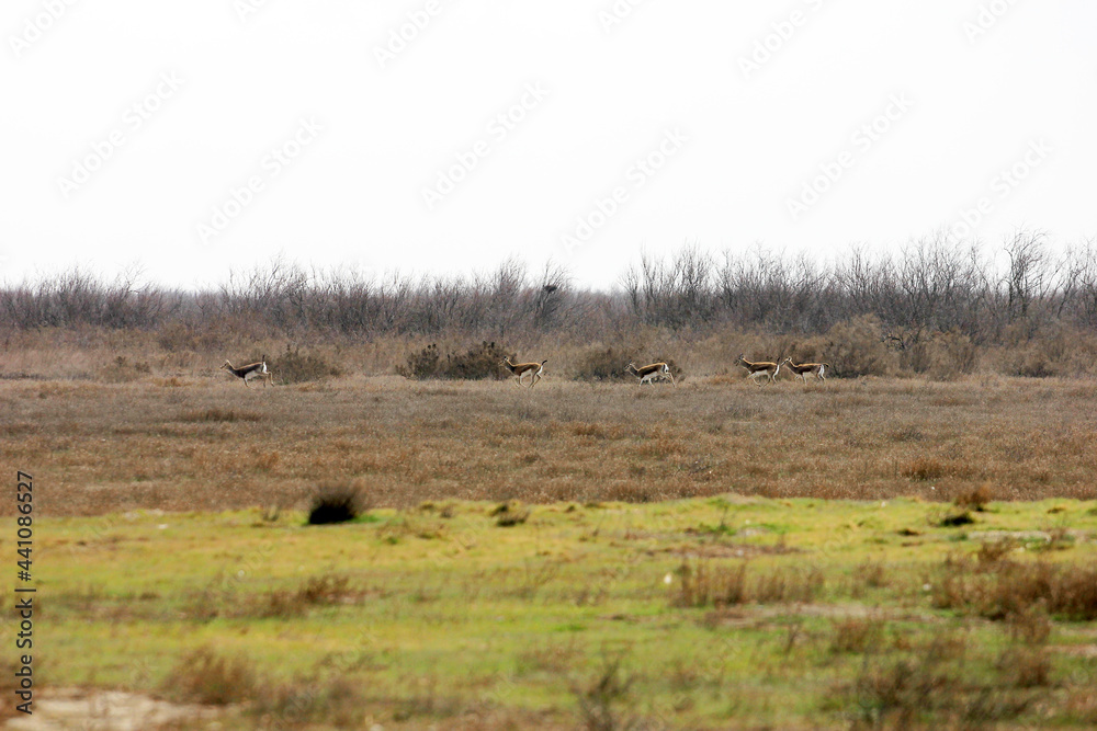 Jeyrans in the national reserve. Jeyrans in the national reserve.