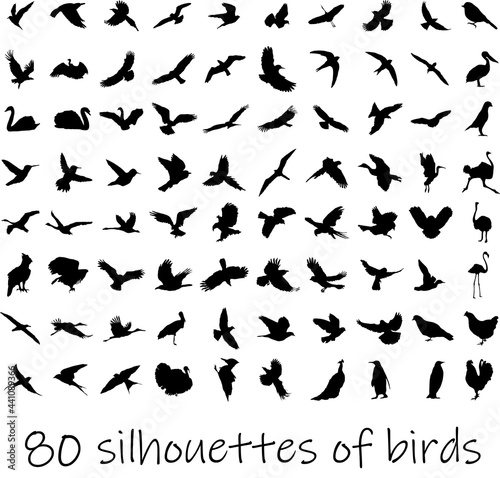Big set of black birds silhoettes. Flying, sitting, swimming. Vector illustration.