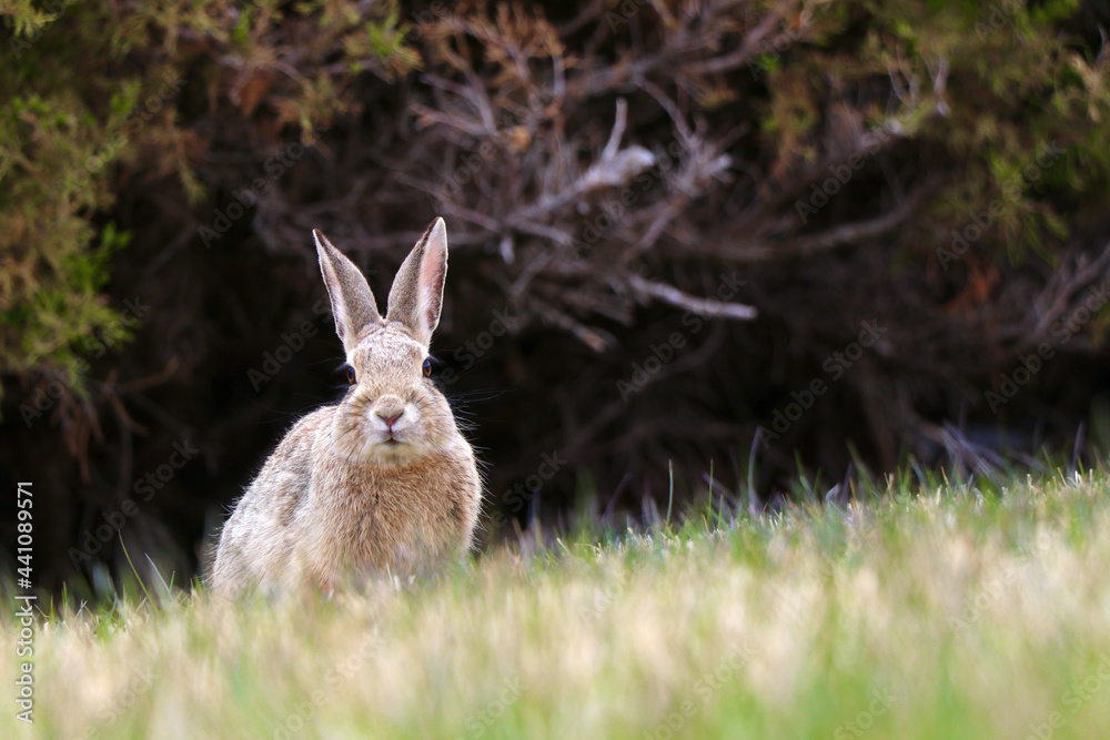 Rabbit Rabbit