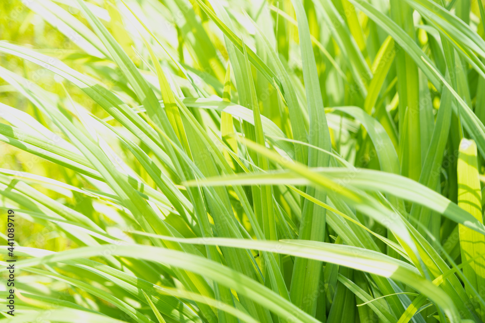 Grass close-up. Green juicy summer grass. Background. Sedge.