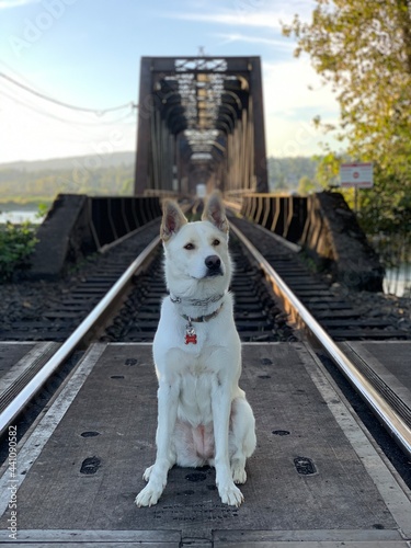 dog on the bridge