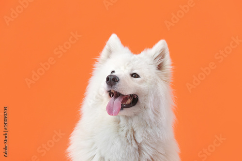 Cuadro en lienzo Cute Samoyed dog on color background