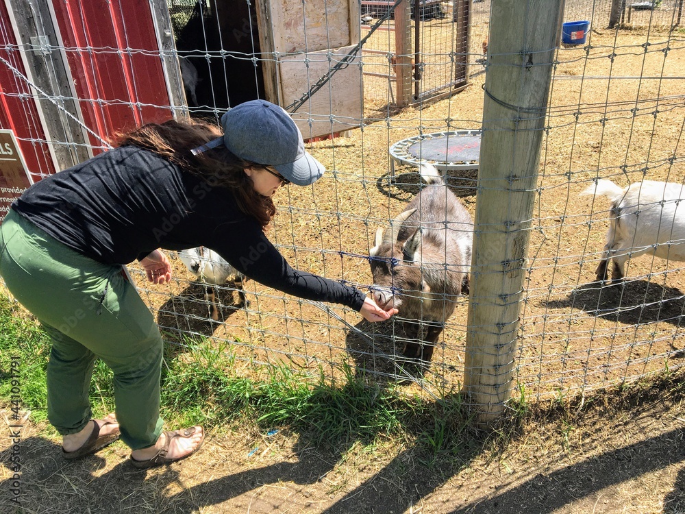 A mother and young daughter feeding farm animals through a fence at a petting zoo outside Spruce Grove, Alberta, Canada.