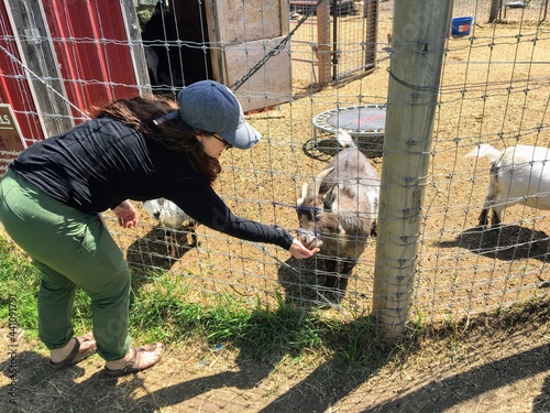 A mother and young daughter feeding farm animals through a fence at a petting zoo outside Spruce Grove, Alberta, Canada. photo