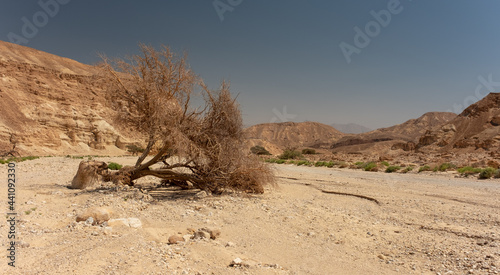 Wide dry wadi in a remote region of Eilat mountains, Israel. Desert beauty in a sunny winter day. Dry tree in a wadi with mountains on the background.