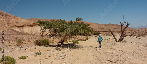 Female traveler on a trail in a remote region of Eilat mountains, Israel. Desert beauty in a sunny winter day. Contrast of green acacia tree and a dry tree. Wide wadi and mountains on the background. © A.Pushkin