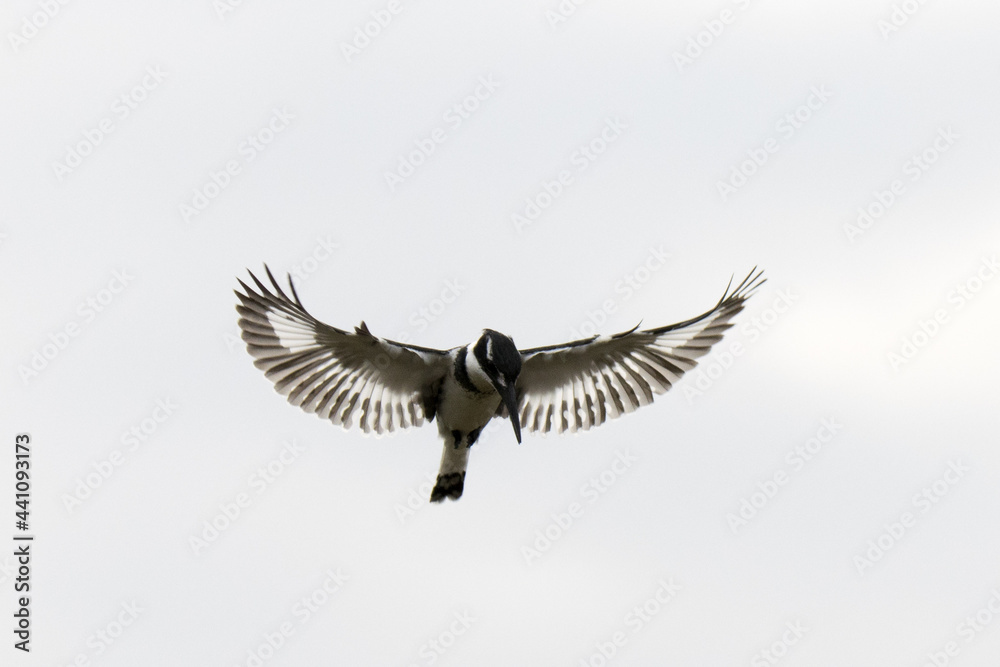 Fototapeta premium Kruger National Park: Birds - hovering Pied kingfisher