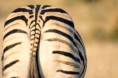 Kruger National Park: zebra