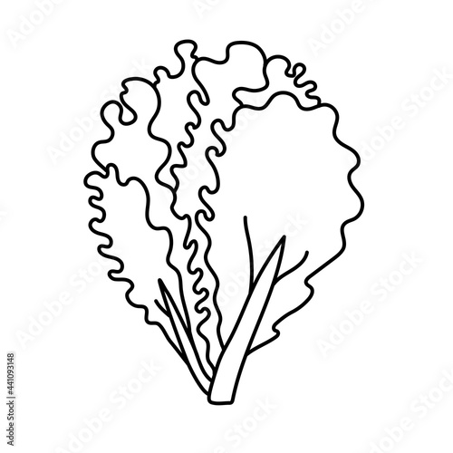 Lettuce. Vegetable sketch. Thin simple outline icon. Black contour line vector. Doodle hand drawn illustration