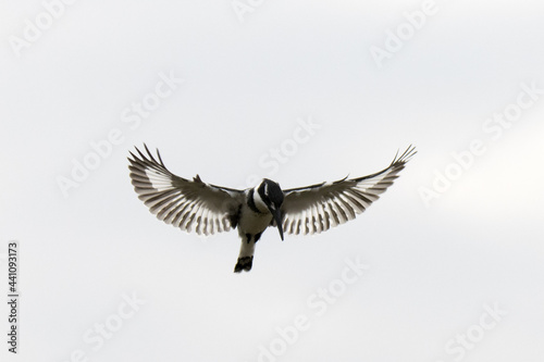 Kruger National Park: Birds - hovering Pied kingfisher © Peter