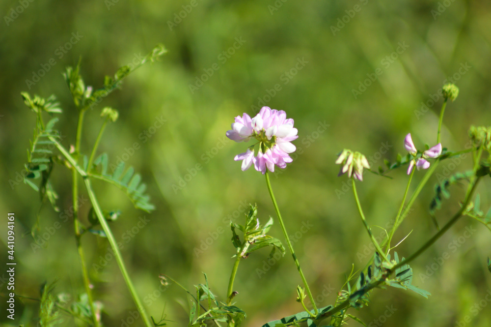 Common crownvetch in bloom closeup view with green background Common crownvetch in bloom closeup view with green background