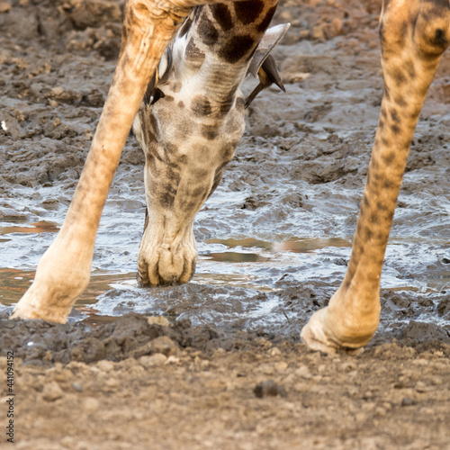 Kruger National Park  Giraffe