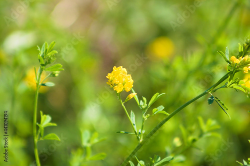 Stikle medick in bloom closeup view with green background