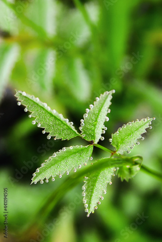 water drops on green leaf.