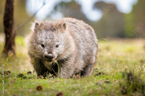 Common wombat eating grass in the wild photo