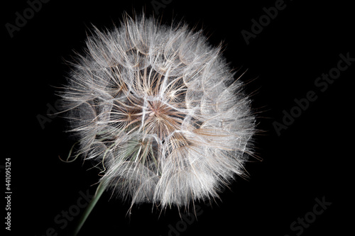 Large dandelion on a black background closeup 