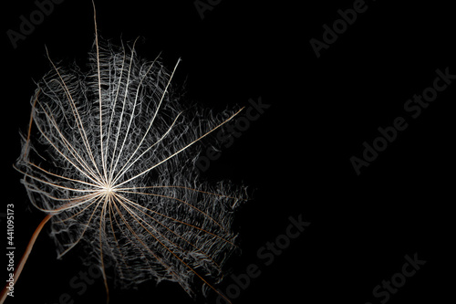 Seed of a large dandelion on a black background close-up 