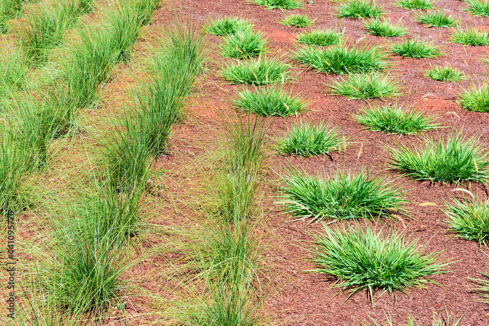 Water efficient ornamental grass planted in soil covered with mulch Water efficient ornamental grass planted in soil covered with mulch