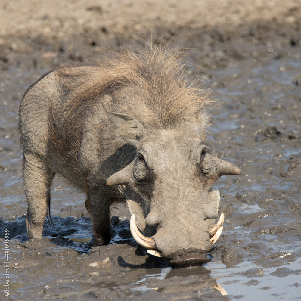 Phacochoerus africanus: Warthog Kruger National Park Phacochoerus africanus: Warthog Kruger National Park