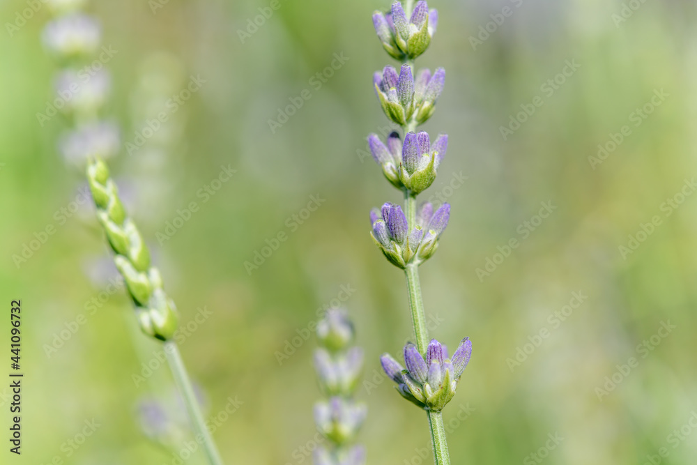 Fototapeta premium Lavender flower in a blooming garden.