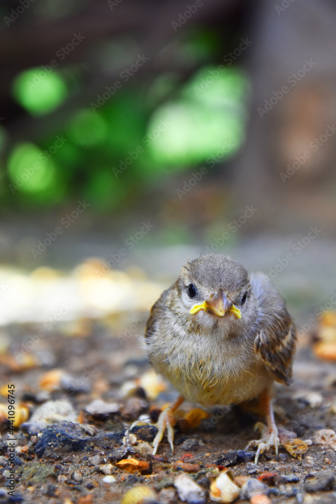 Fototapeta premium sparrow on the ground