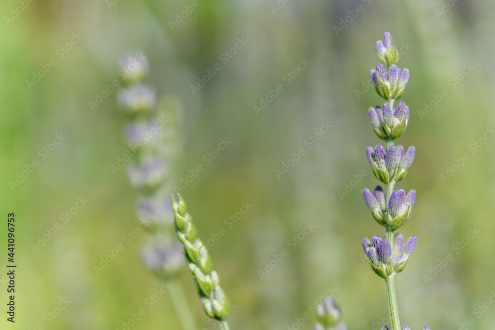 Lavender flower in a blooming garden. Lavender flower in a blooming garden.