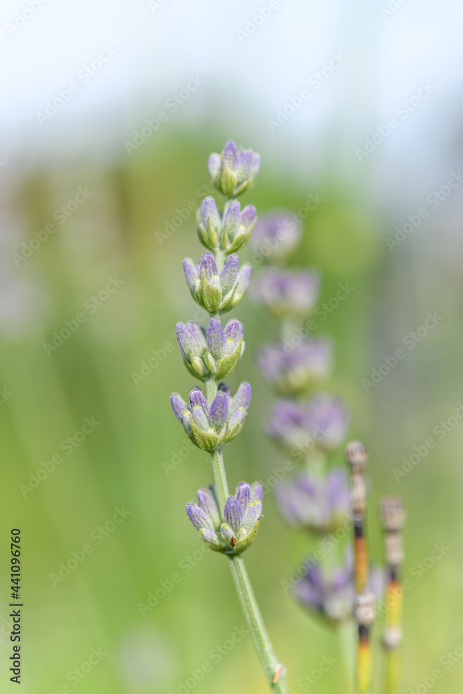 Fototapeta premium Lavender flower in a blooming garden.