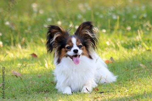 A papillon playing on the grass in early summer