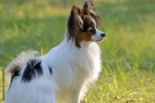 A papillon playing on the grass in early summer