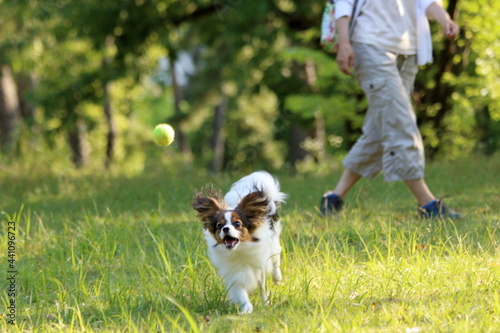 A papillon playing on the grass in early summer