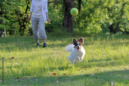 A papillon playing on the grass in early summer