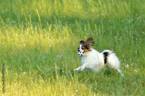 A papillon playing on the grass in early summer