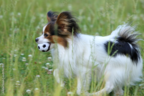 A papillon playing on the grass in early summer