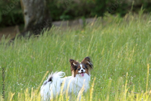 A papillon playing on the grass in early summer © Takuya