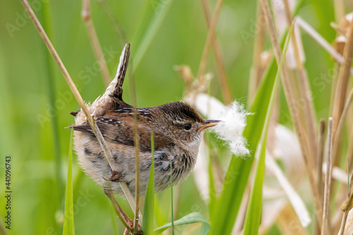 close up of one marsh wren resting on a thin branch holding some fluffy material in its beak photo