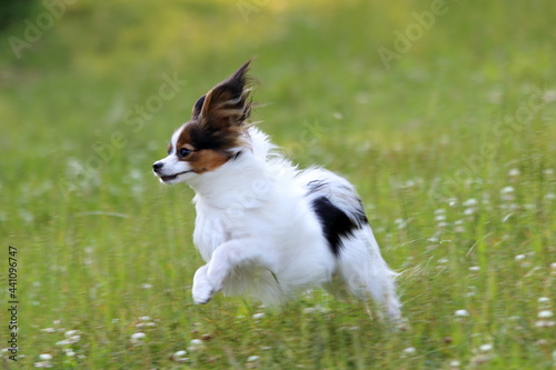 A papillon playing on the grass in early summer