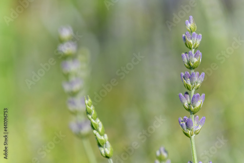 Lavender flower in a blooming garden. © bios48