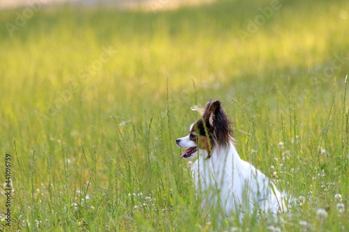 A papillon playing on the grass in early summer