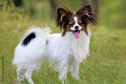 A papillon playing on the grass in early summer