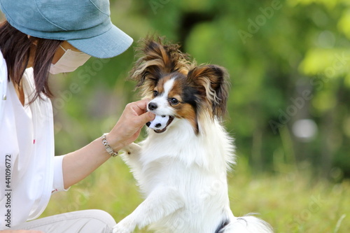 A papillon playing on the grass in early summer