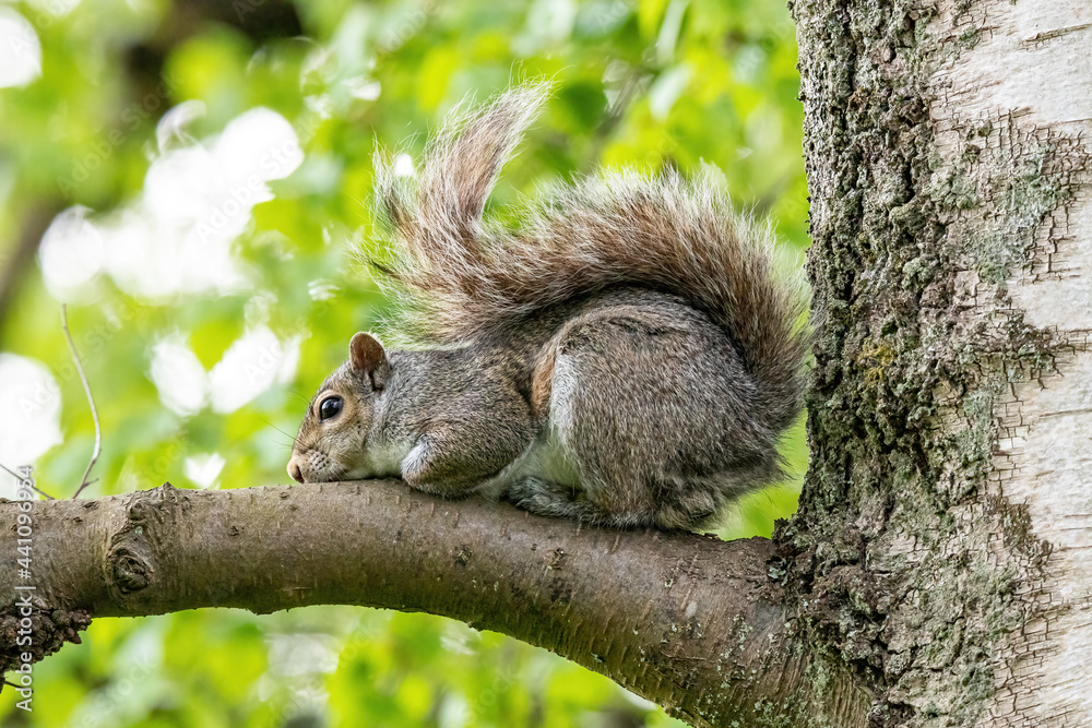 close up of a cute grey squirrel resting on the stretching tree branch taking a nap