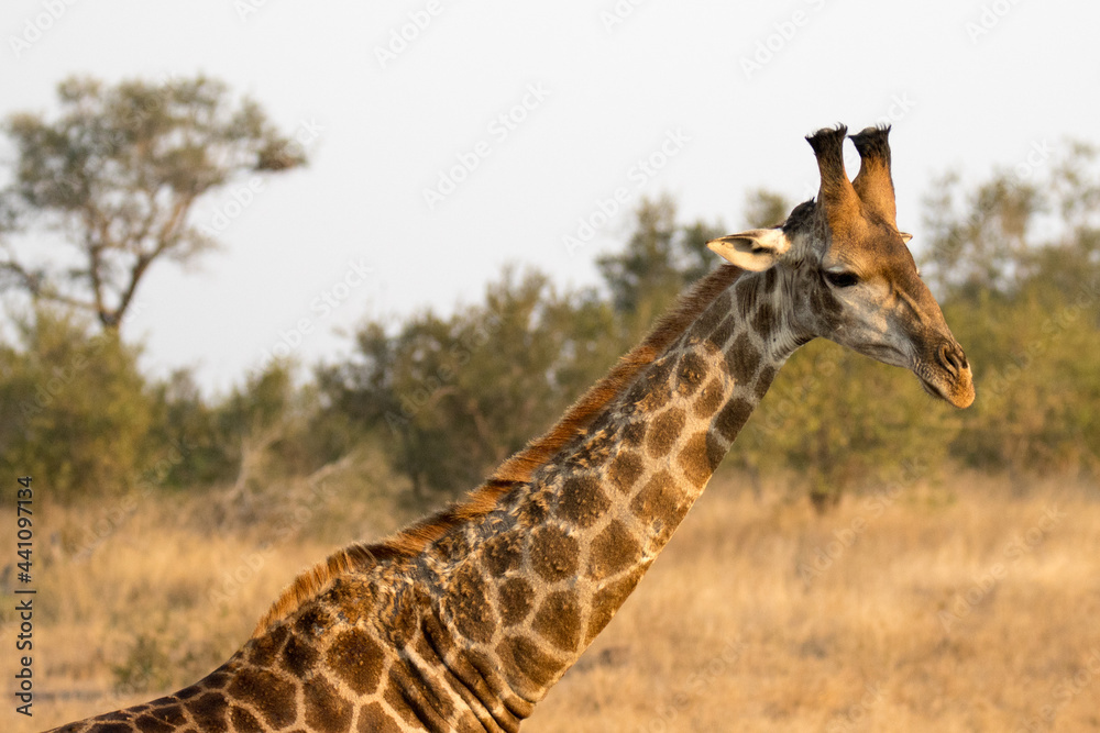 Obraz premium Kruger National Park: Giraffe